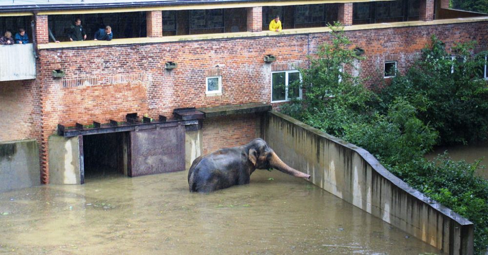 Наводнение в Пражском зоопарке, 2002 год.
