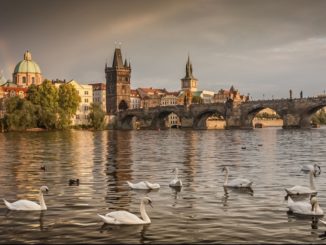 Прага, лебеди на Влтаве и Карлов мост.
