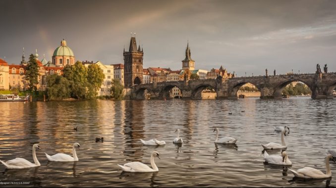 Прага, лебеди на Влтаве и Карлов мост.
